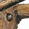 Violet-green Swallow